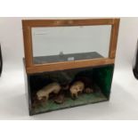 Taxidermy of a pair of stoats in naturalistic environment, in glazed case