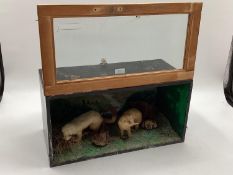 Taxidermy of a pair of stoats in naturalistic environment, in glazed case