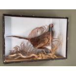 Taxidermy of a cock pheasant in naturalistic environment, in glazed case (some damage to corner)