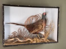 Taxidermy of a cock pheasant in naturalistic environment, in glazed case (some damage to corner)