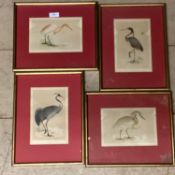 Four early C20th book plates of exotic birds in gilt glazed frames, one missing glass 19cm x 13cm