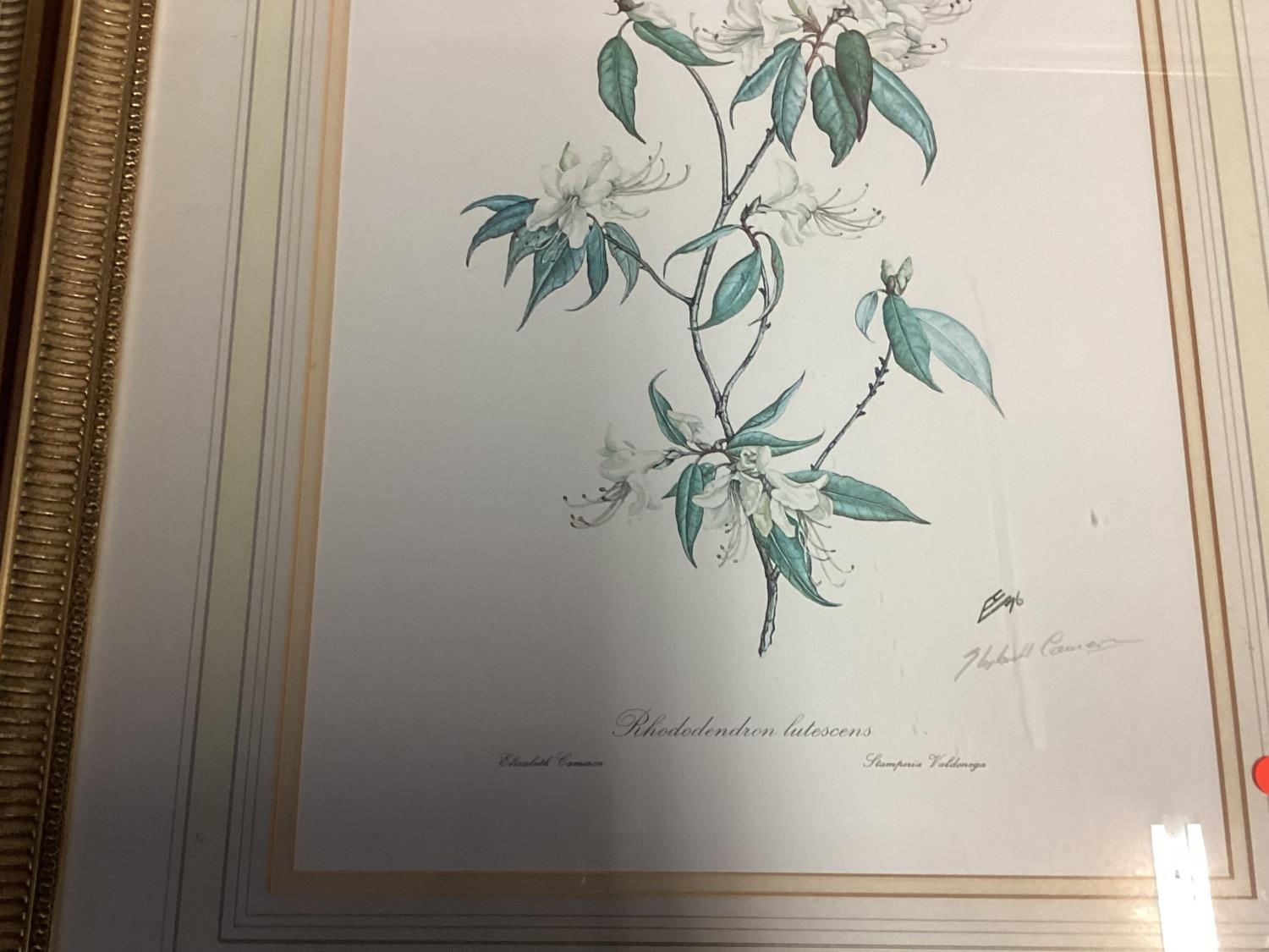 A set of six Limited Edition floral prints by Elizabeth Cameron, each signed in pencil Lower right - Image 8 of 8