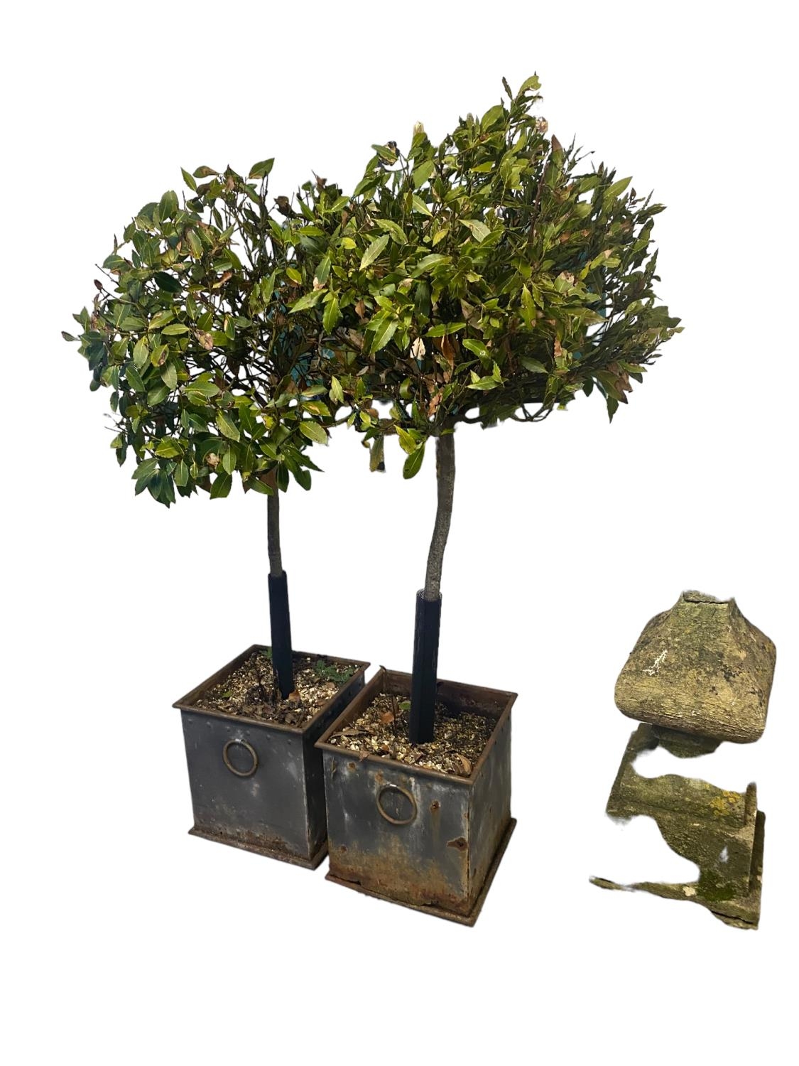 pair of planters with bay trees, some rust and wear. No guarantees with trees, sold as seen