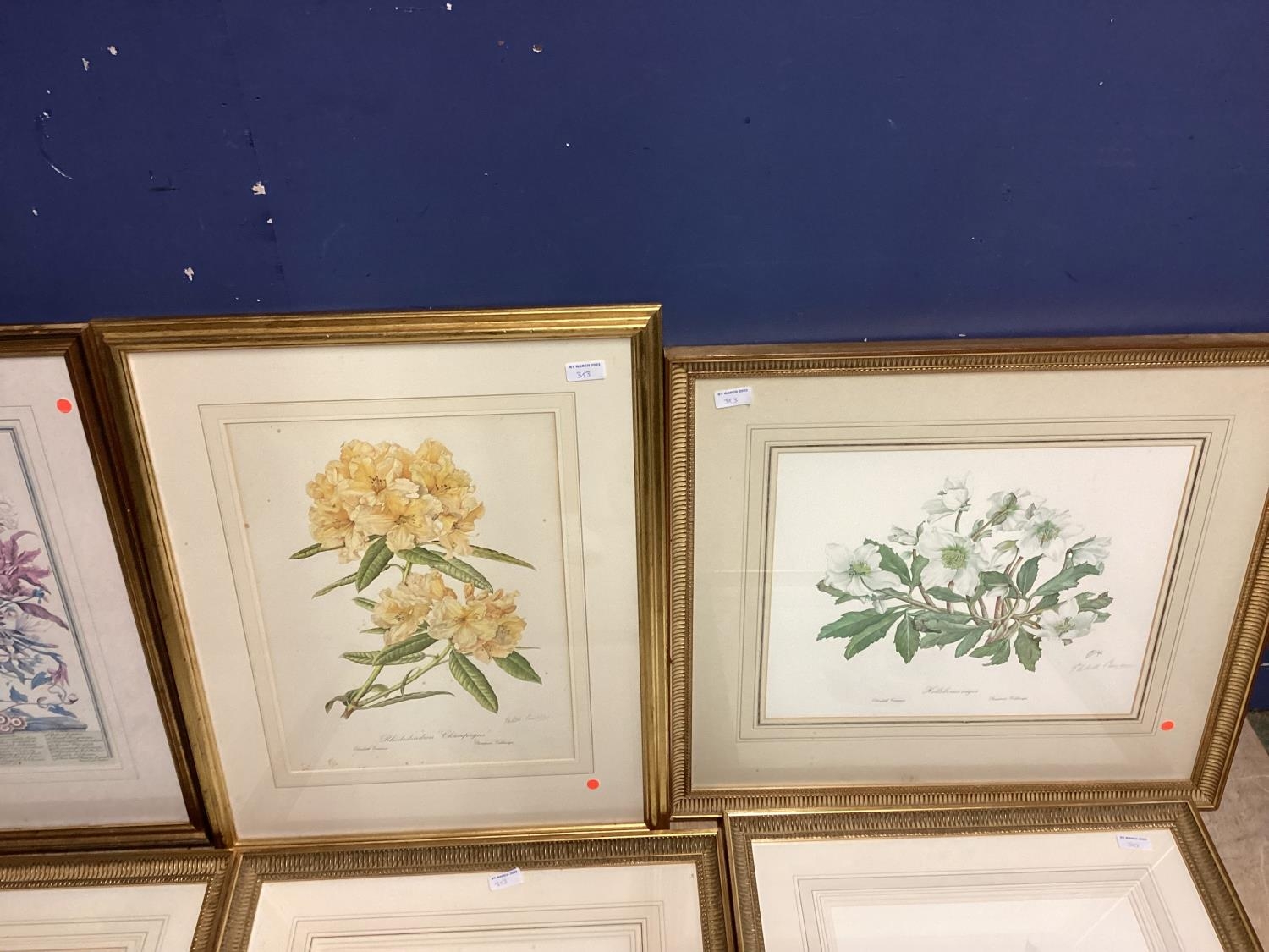 A set of six Limited Edition floral prints by Elizabeth Cameron, each signed in pencil Lower right - Image 3 of 8