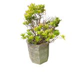 A weathered garden pot with a plant, see images for details