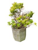 A weathered garden pot with a plant, see images for details