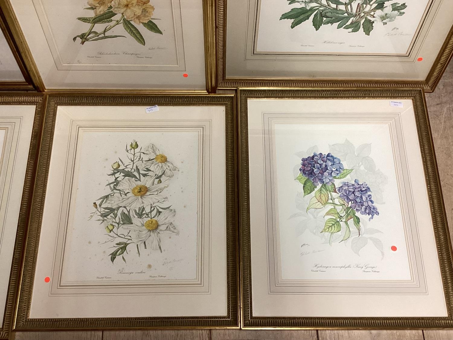 A set of six Limited Edition floral prints by Elizabeth Cameron, each signed in pencil Lower right - Image 4 of 8