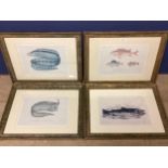 Four decorative framed and glazed prints of fish, 25 x 32cm