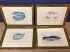 Four decorative framed and glazed prints of fish, 25 x 32cm