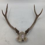 6 point antler (unmounted)