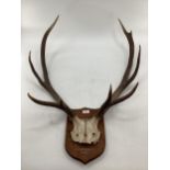 Mounted 9 pointed antler Genesha 1931