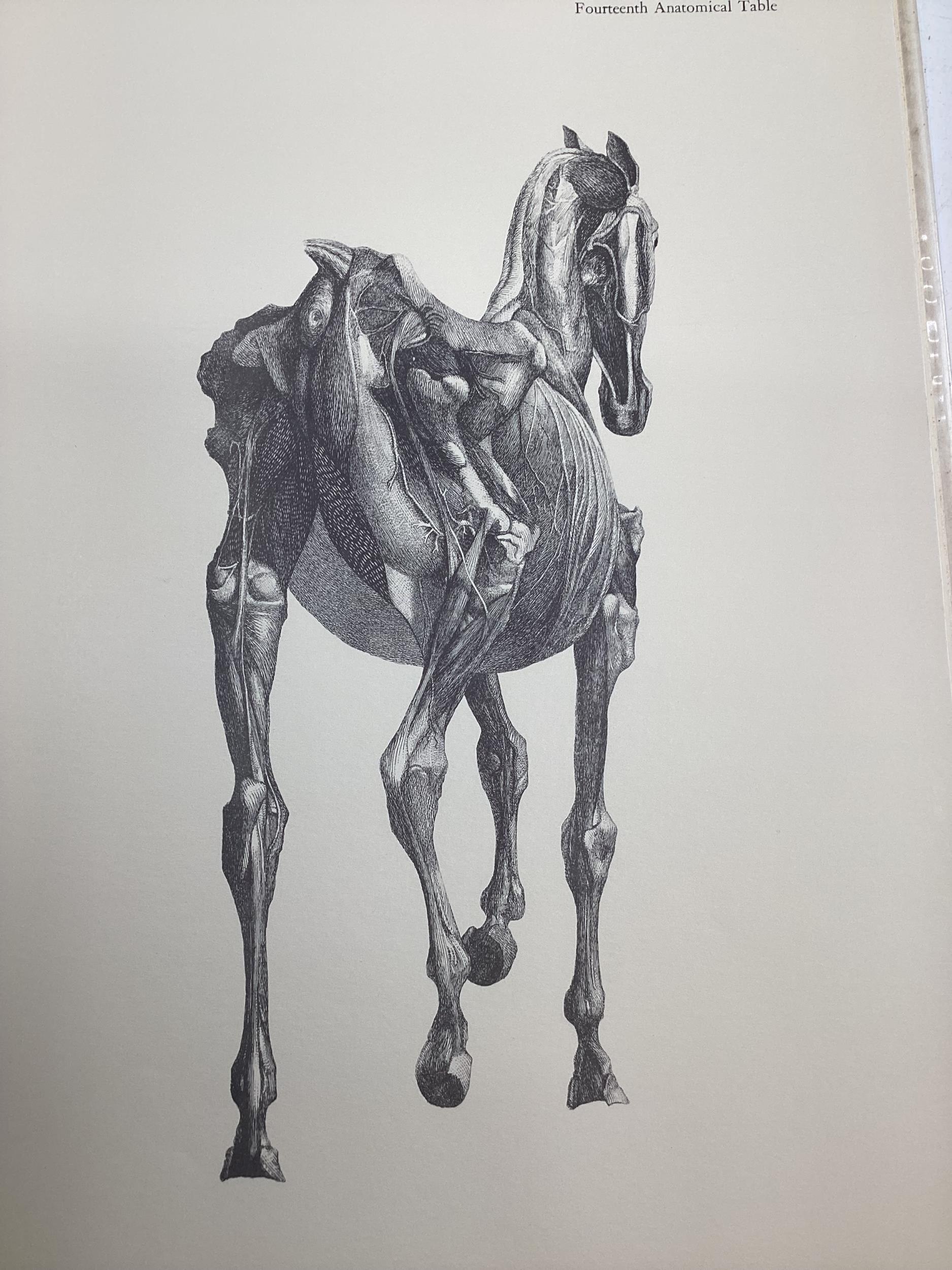 The Anatomy of the Horse by Stubbs J.Allen and Co 1965 and one other. - Image 4 of 9