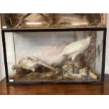 A taxidermy of 2 white pheasants, set in fauna, in glazed cabinet, as found, with some wear, 86cm