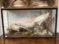 A taxidermy of 2 white pheasants, set in fauna, in glazed cabinet, as found, with some wear, 86cm