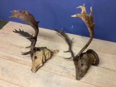 Two taxidermy heads of stags, with antlers, as found
