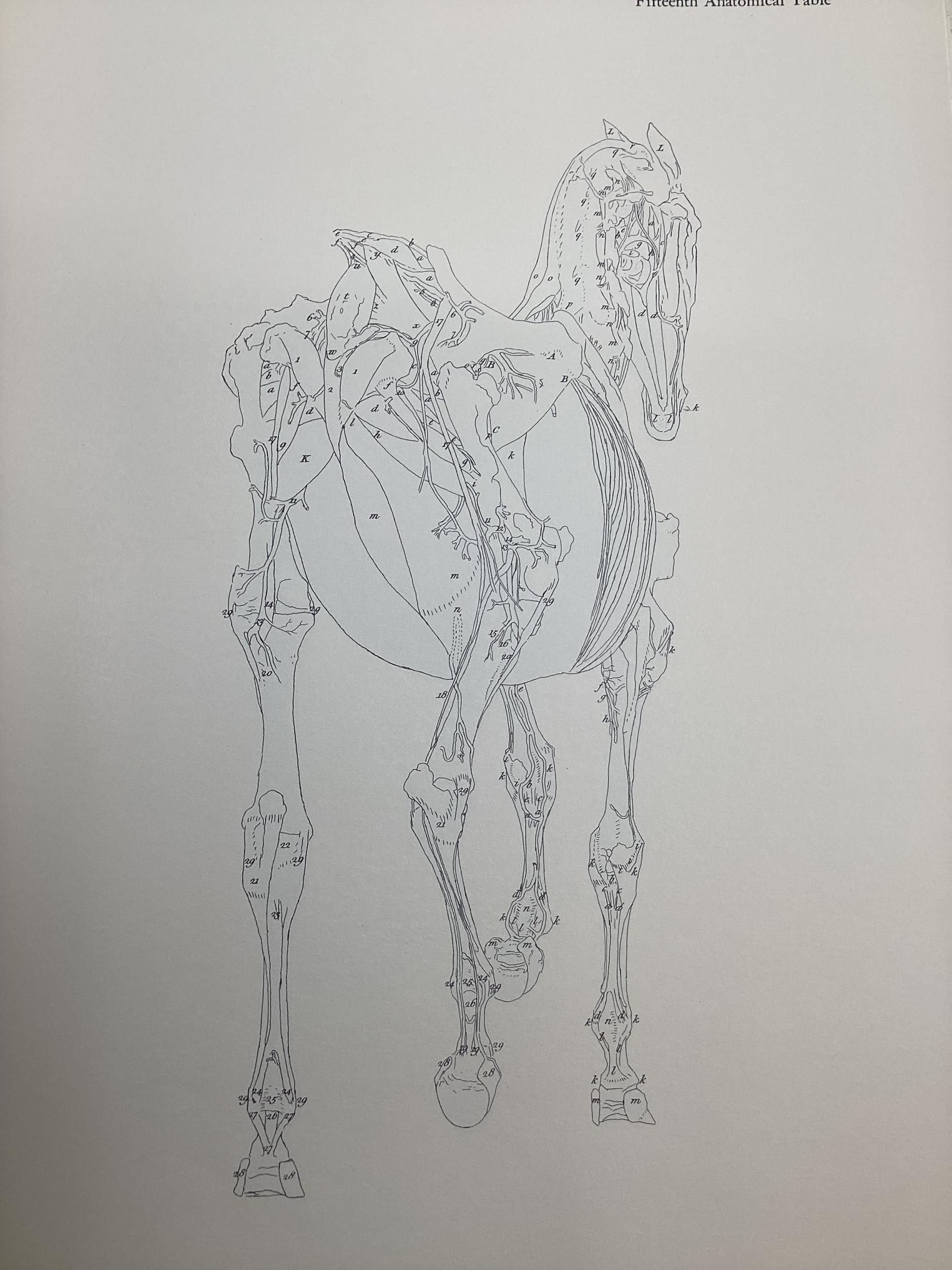 The Anatomy of the Horse by Stubbs J.Allen and Co 1965 and one other. - Image 3 of 9
