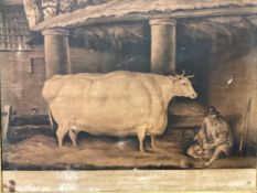 Framed picture of a Short horned Heifer, partly printed in colour and finished by hand, 50cm x 60cm