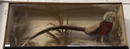A taxidermy of a single exotic bird, set in natural fauna and flora, in glazed cabinet, as found