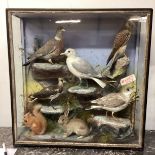 A large taxidermy group of birds and mammals, in glazed cabinet, much wear to cabinet, 81 x 84cmh