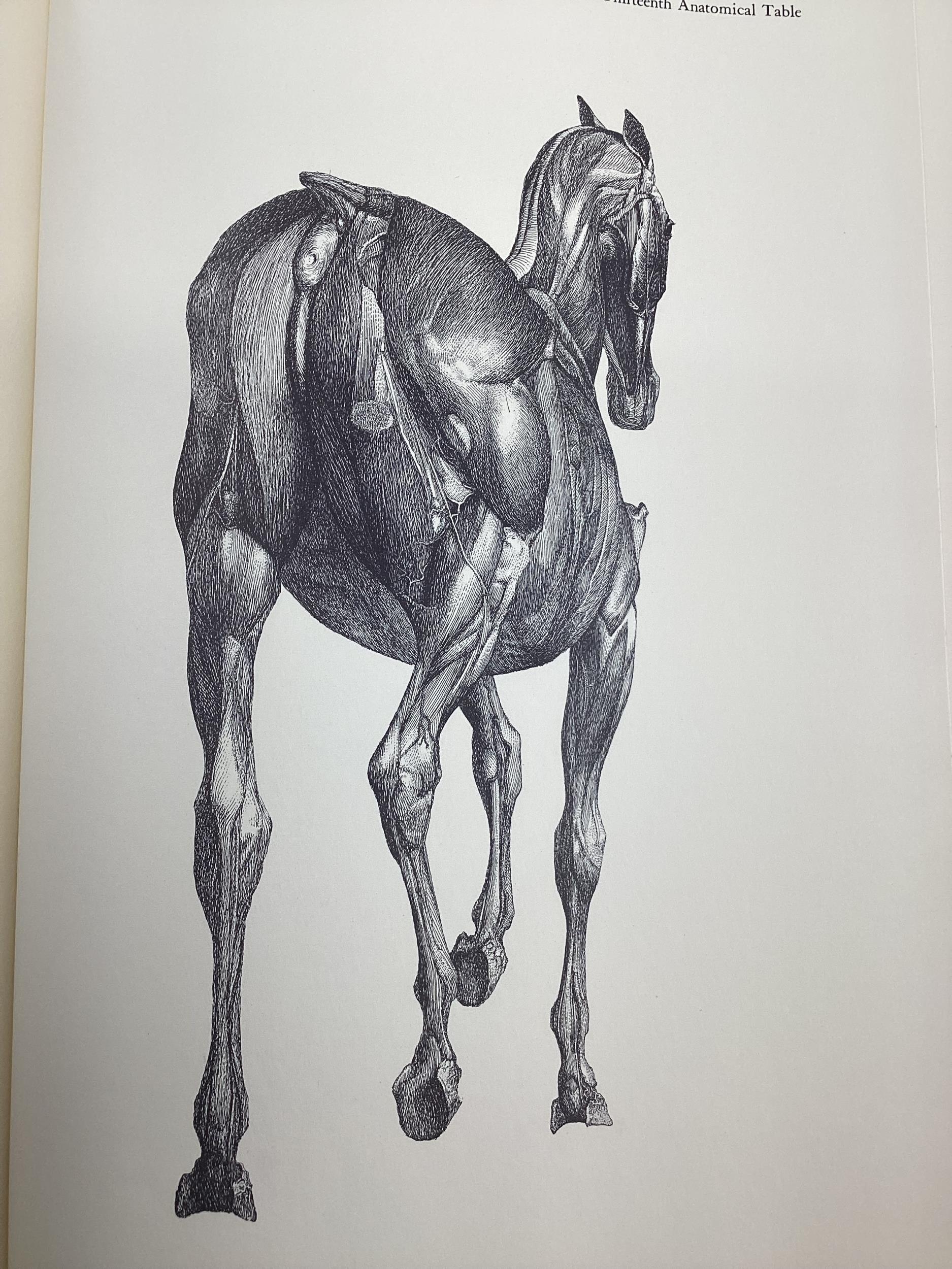 The Anatomy of the Horse by Stubbs J.Allen and Co 1965 and one other. - Image 5 of 9