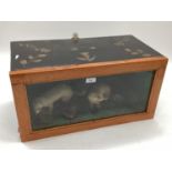 Taxidermy of a pair of stoats in naturalistic environment, in glazed case