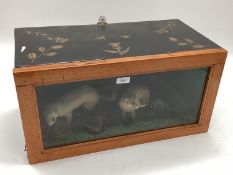 Taxidermy of a pair of stoats in naturalistic environment, in glazed case