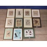A quantity of gilt and glazed framed pictures and prints of butterflies and botanical studies,