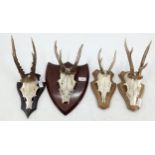 Four antlers mounted on wooden shields
