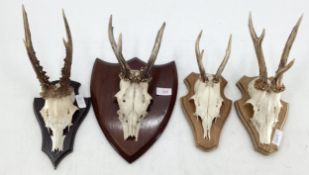 Four antlers mounted on wooden shields