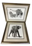 Two modern silver framed and glazed prints of drawings of an elephant and lions, indistinctly signed