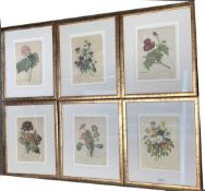 Set of 6 framed and glazed , P J Redoute floral studies, on woven paper