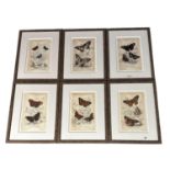 Set of 6 framed and glazed , "British Butterflies" on woven paper 25 x 15cm approx