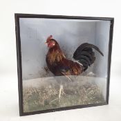 A taxidermy cockerel in a glazed display case