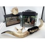 A cased taxidermy fish, a Puffa fish, cow horns, shark skull etc