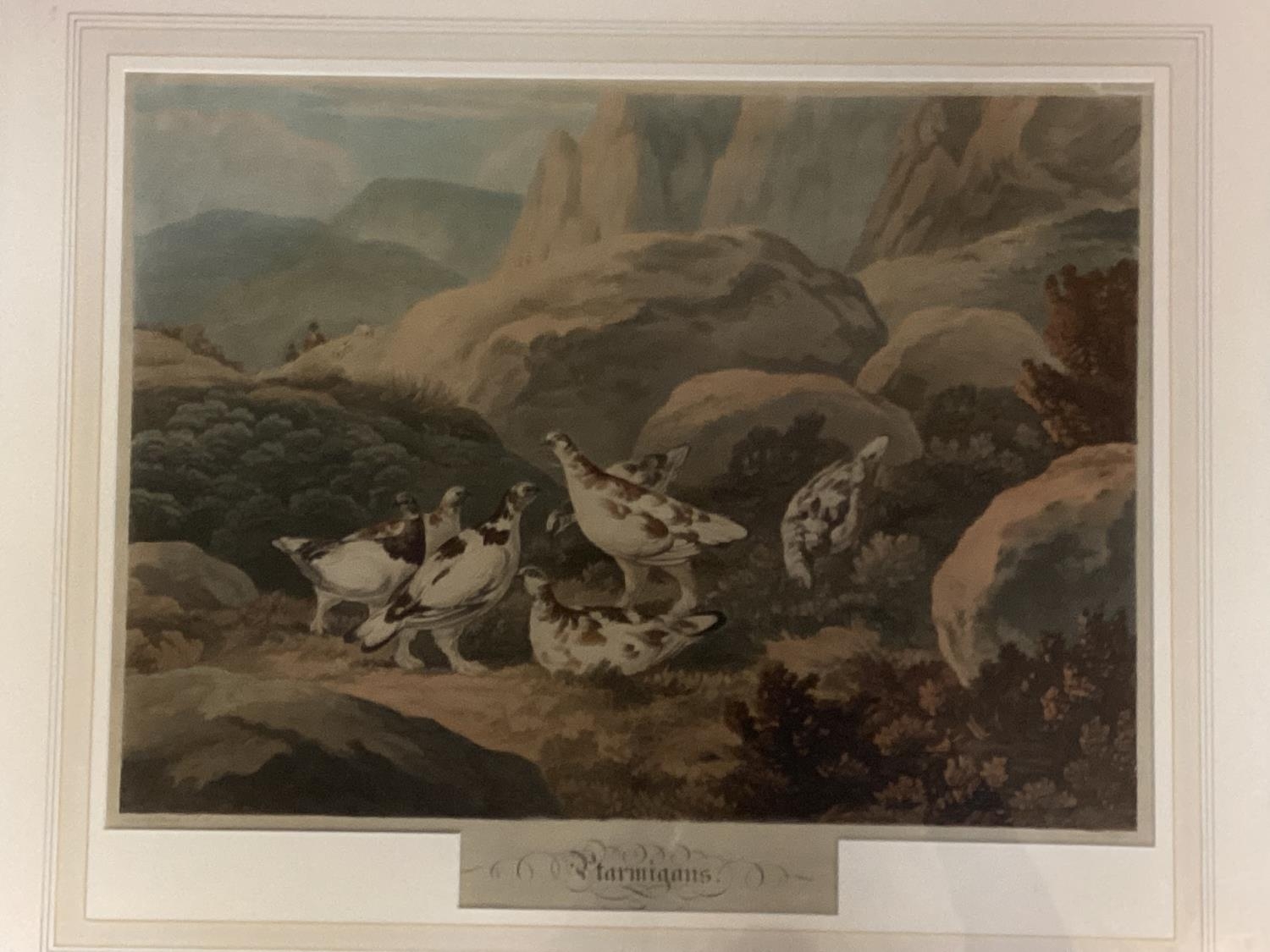 A framed and glazed coloured aquatint, after Reinagle, Ptarmigan, 43cm x53cm - Image 2 of 2