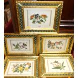 A set of five botanical and insect watercolour studies on pith paper, within silk borders, each 16 x