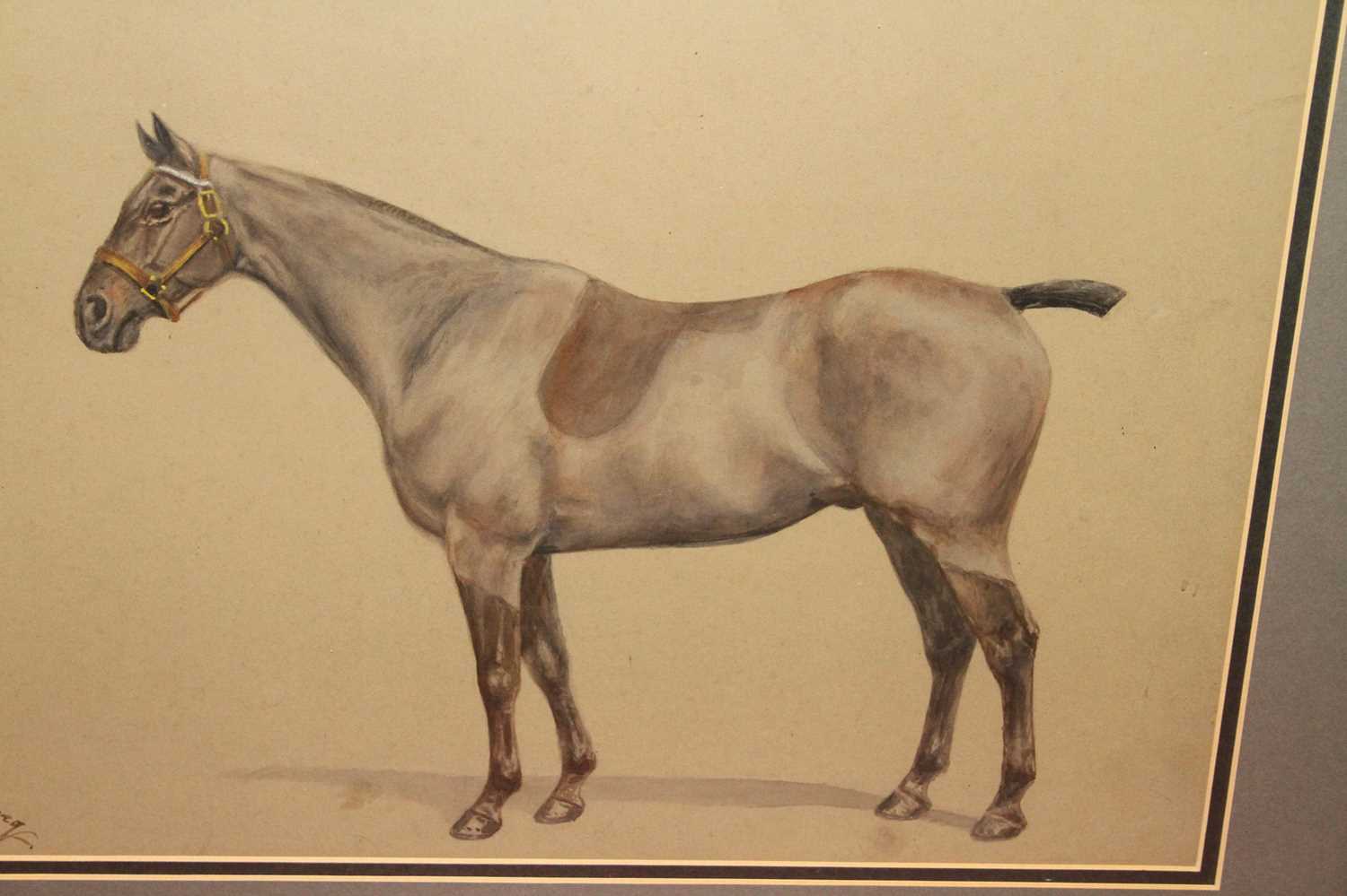 CJ Loreg - Study of a Bay Thoroughbred, watercolour, signed lower left, 35x51cm - Image 2 of 3