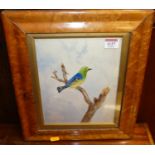 19th century English school - Study of a bird upon a branch, watercolour, unsigned, 24 x 19cm