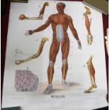 Assorted rolled anatomical prints (unframed)