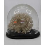 A large coral specimen mounted beneath a glass dome on an ebonised plinth, height approx 31cm