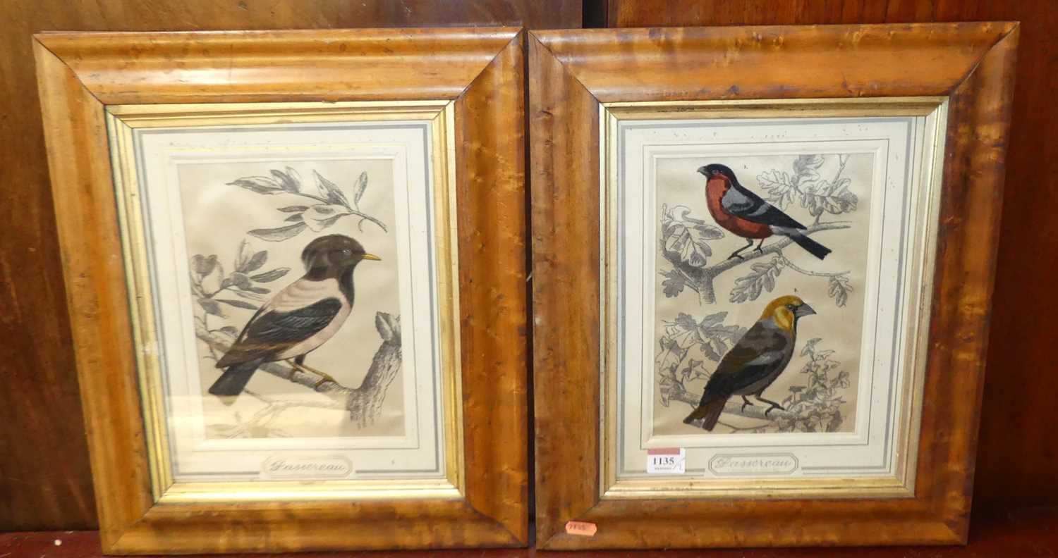 A pair of French colour prints of birds upon branches, 22 x 17cm, each in glazed maple frames