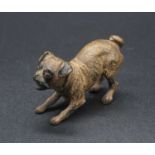 An Austrian cold painted bronze of a crouching pug dog, in the manner of Franz Bergmann, width 5cm