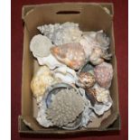 A box of seashells and coral