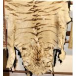 A tiger skin floor covering, linen backed, titled 'Cuthbertson & Harper of India, Taxidermist &