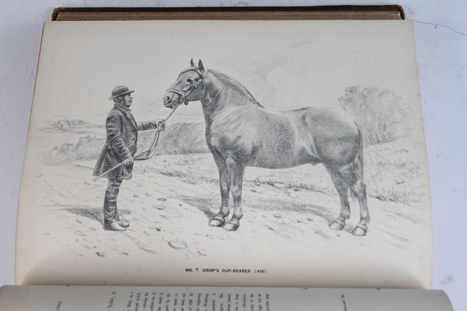 BIDDELL, Herman, The Suffolk Stud Book, A History and Register of the County Breed of Cart Horses... - Image 5 of 5