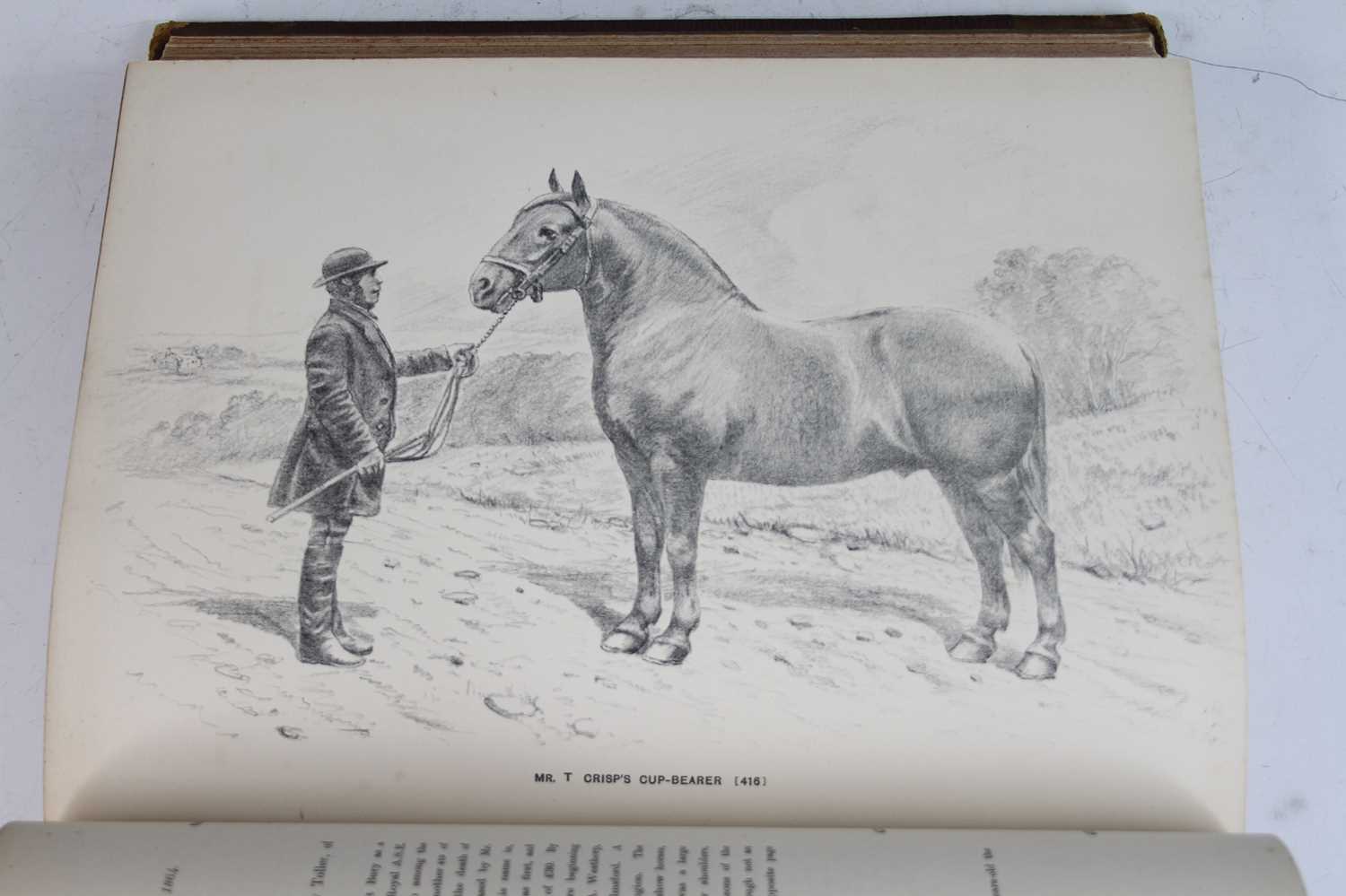 BIDDELL, Herman, The Suffolk Stud Book, A History and Register of the County Breed of Cart Horses... - Image 4 of 5