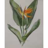 Brenda Moore (1909-1995) - Botanical study, watercolour, 46 x 38cm