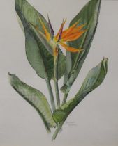 Brenda Moore (1909-1995) - Botanical study, watercolour, 46 x 38cm