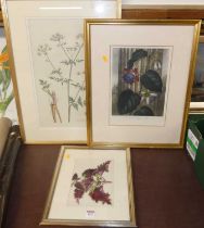 J. Andrews - Botanical study, colour engraving, 16 x 23cm; together with two other botanical