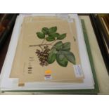 A collection of unframed prints, principally being botanical examples but to include some